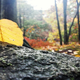 Illustration for article titled 76 Stunning Photos Of Fall Leaves